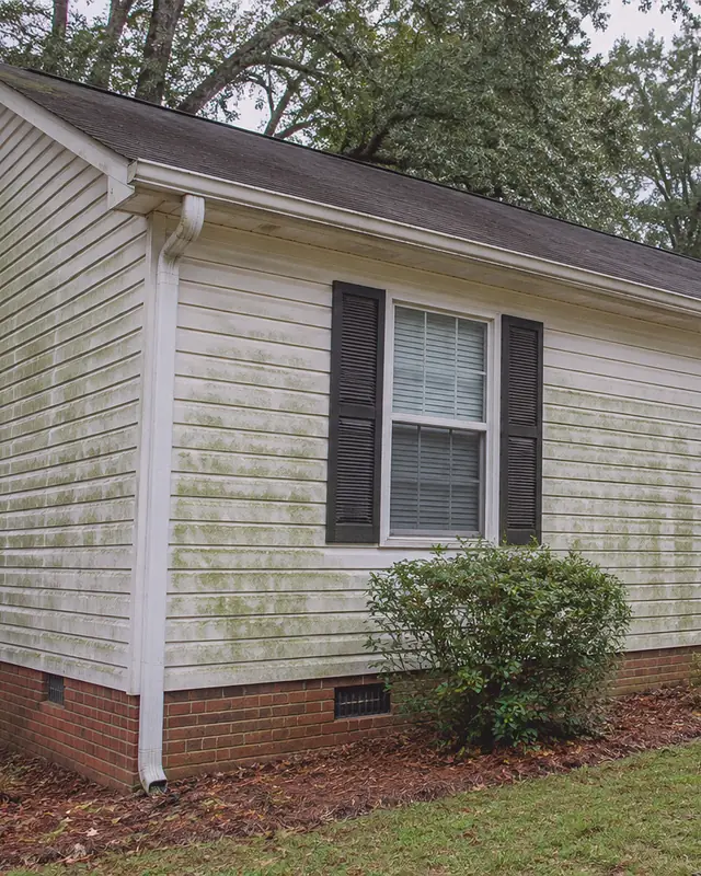 Example, before: green algae on vinyl siding, soft washed